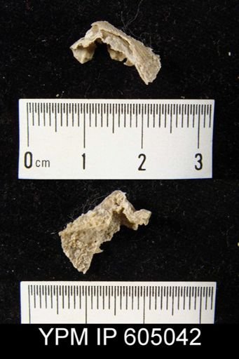 undet. Orthida