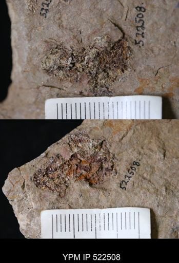 undet. Asterozoa