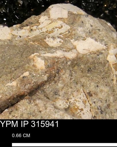 undet. Mollusca