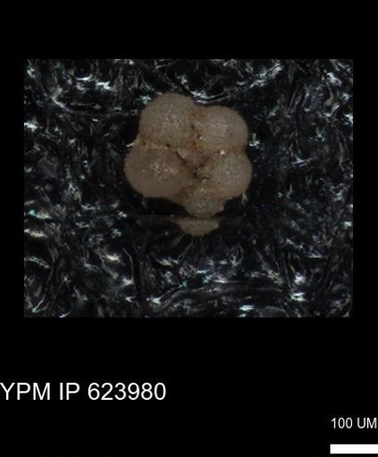 undet. Rugoglobigerinidae