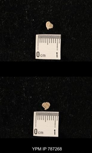 taxon undetermined