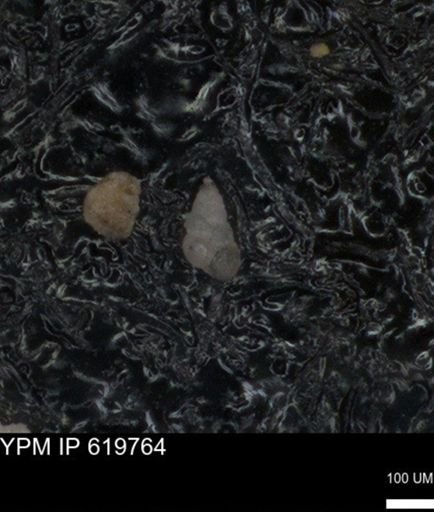 undet. Heterohelicidae