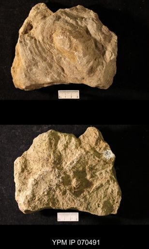 Favosites louisvillensis