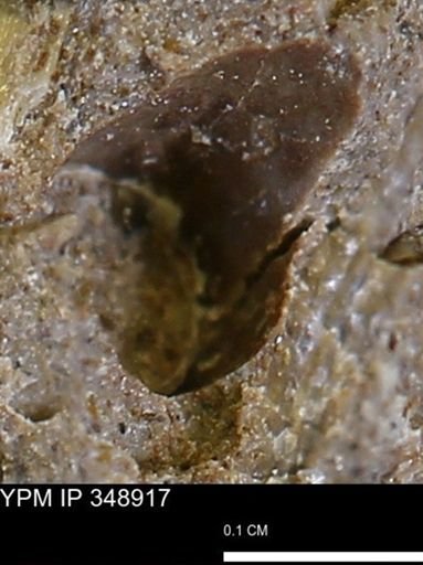 undet. Mollusca