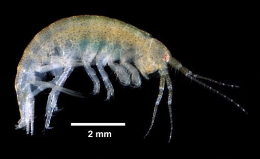 Ampithoe valida