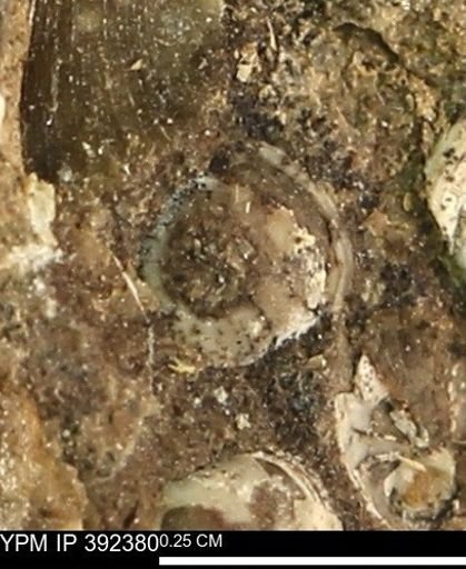 Protocardia subquadrata