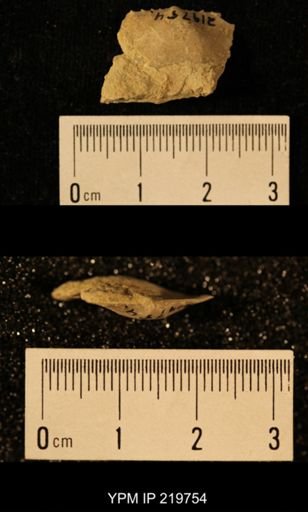 Chonetes granulifer