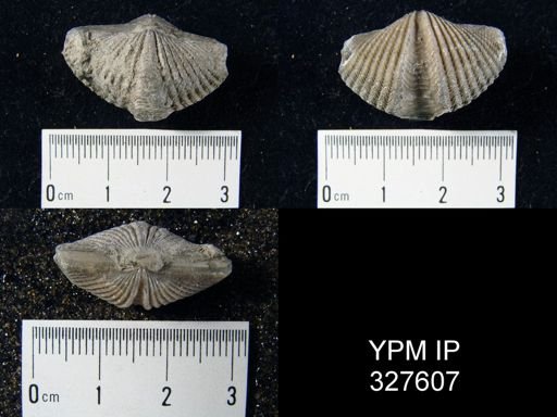 Mucrospirifer mucronatus