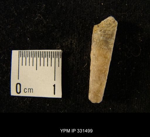 undet. Nautiloidea