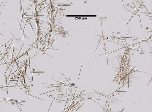 Lissodendoryx isodictyalis