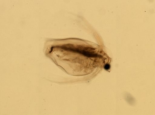 Daphnia