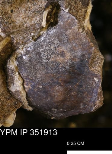 undet. Bivalvia