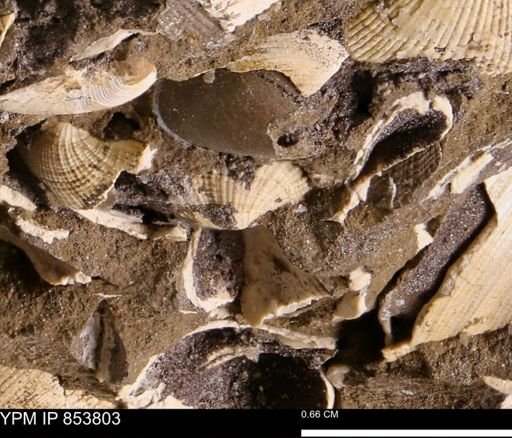 Parallelodon sp.