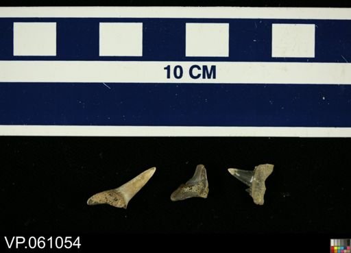 Elasmobranchii