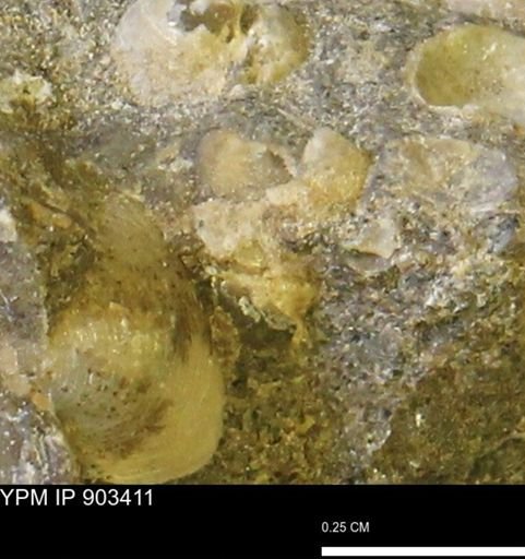 undet. Mollusca