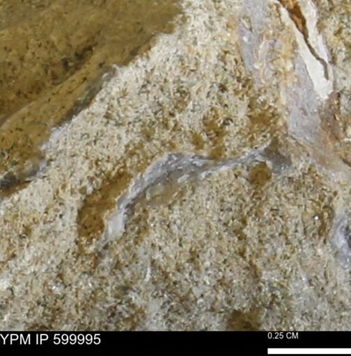 undet. Bivalvia
