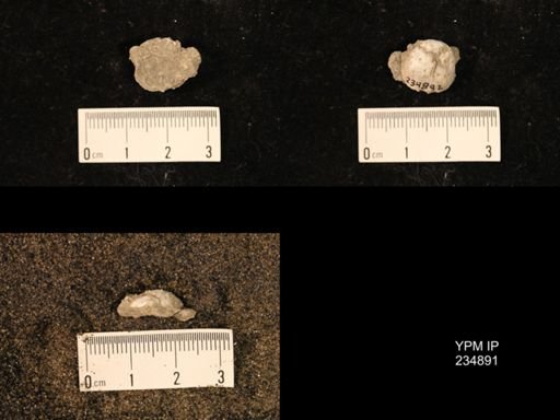Marginifera fragilis