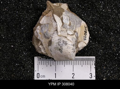 Inoceramus