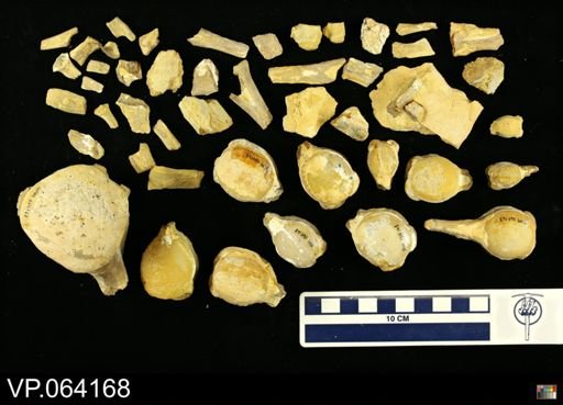 undet. Mosasauridae