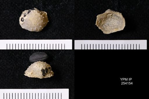Cancrinella boonensis