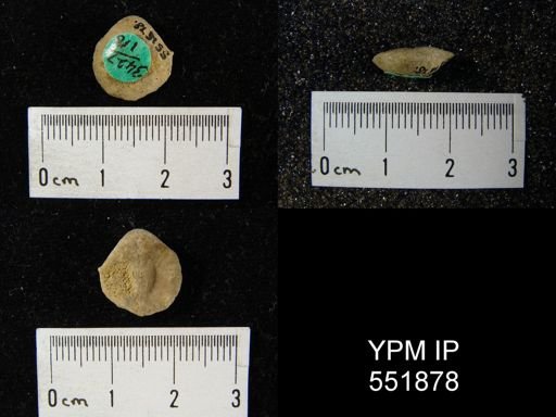Gypidula sp.