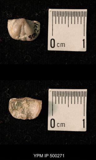 Mesolobus mesolobus decipiens