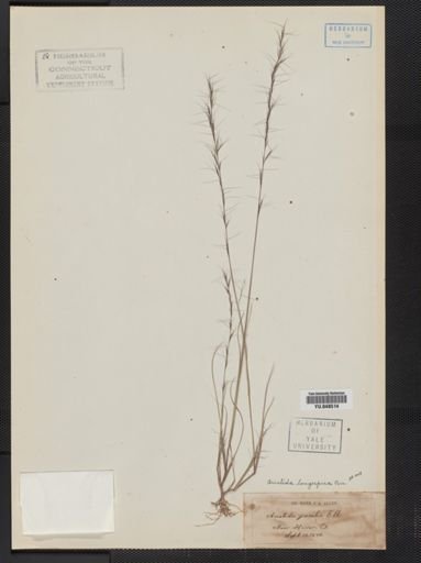 Aristida longespica