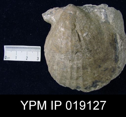 Aviculopecten sp.