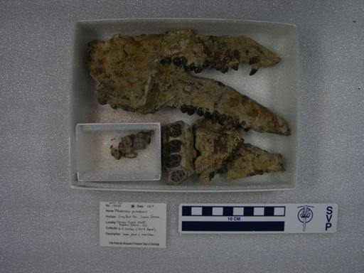 Phenacodus primaevus