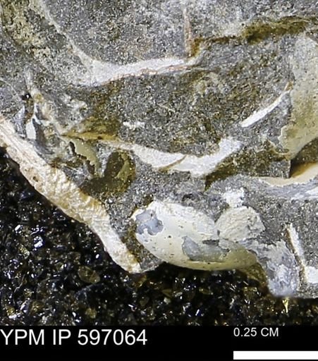 undet. Bivalvia