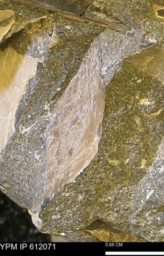 Pseudoptera subtortuosa