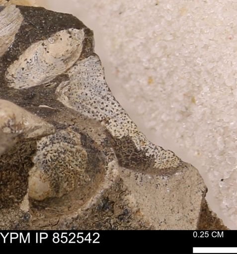 Limopsis striatopunctatus