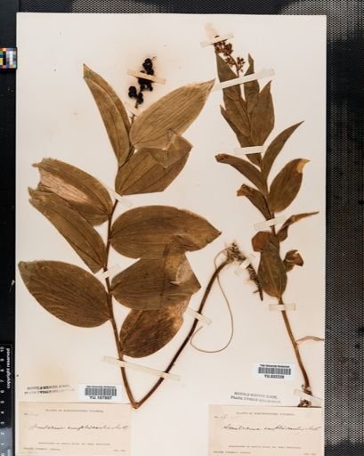 Maianthemum