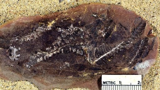 Pecopteris squamosa