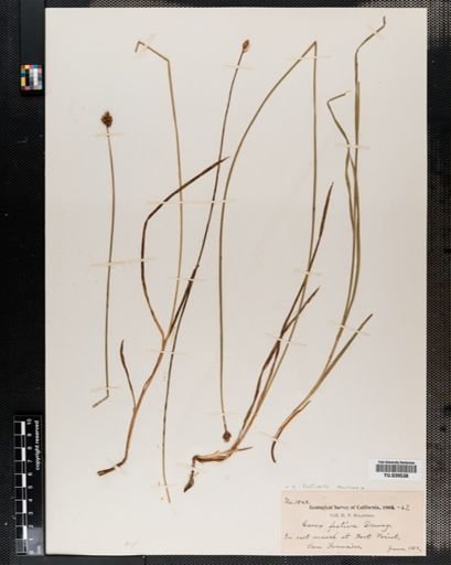 Carex