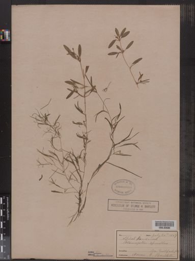 Potamogeton spirillus