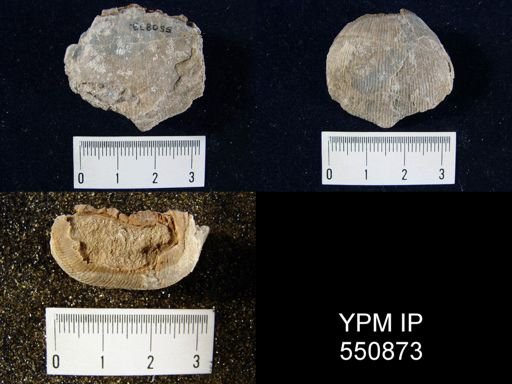 Linoproductus cora
