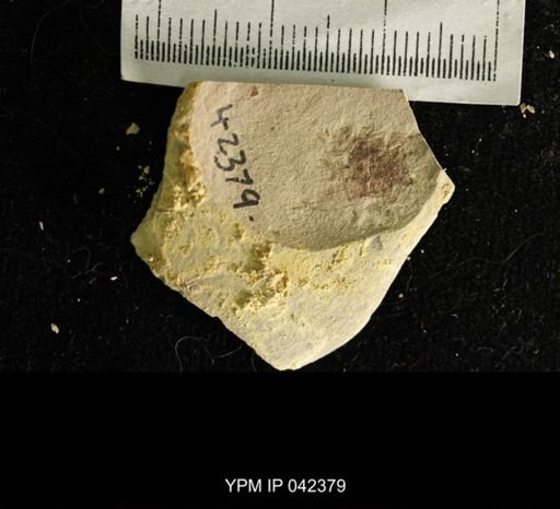 undet. Hexapoda