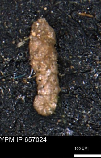Ammobaculoides whitneyi