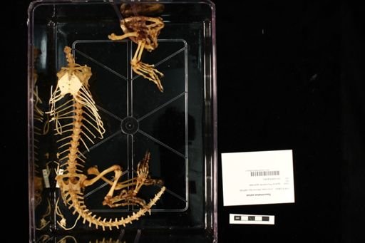 Sauromalus varius