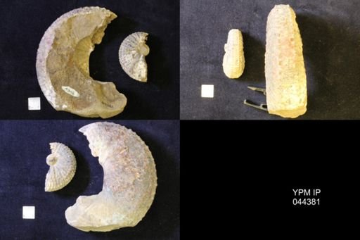 Jeletzkytes nebrascensis