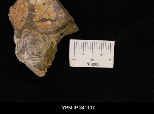 Inoceramus sp.