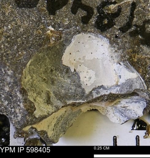 Limopsis striatopunctatus