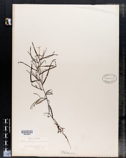 Heteranthera dubia