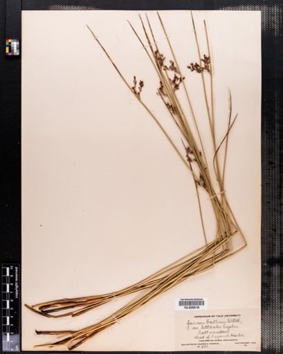 Juncus balticus
