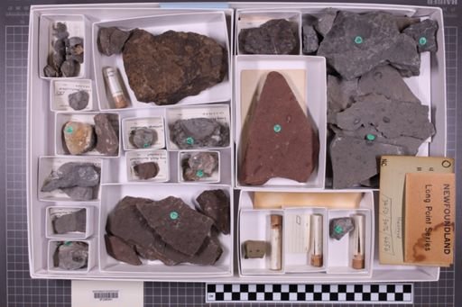 mixed taxa, stratigraphic collection