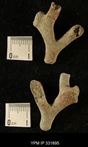 undet. Bryozoa