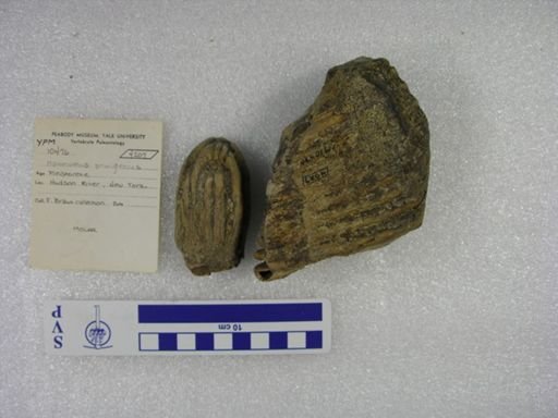 Mammuthus primigenius