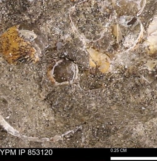 Limopsis striatopunctatus