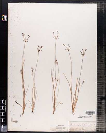 Fimbristylis autumnalis
